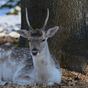 Deer under the tree  screen for extension Chrome web store in OffiDocs Chromium