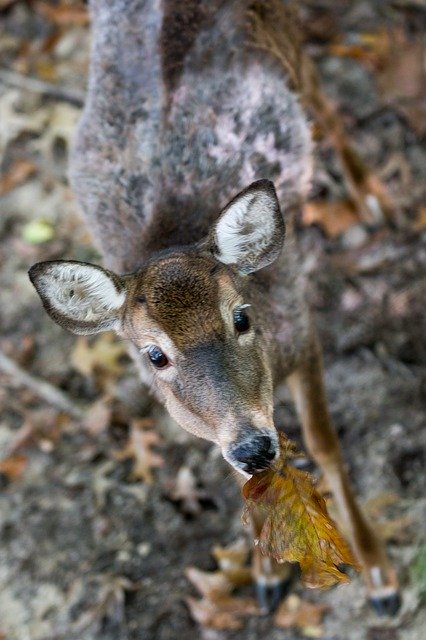 Free download Deer Virginia -  free photo or picture to be edited with GIMP online image editor