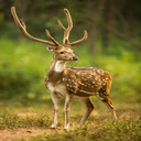 deer wallpaper  screen for extension Chrome web store in OffiDocs Chromium