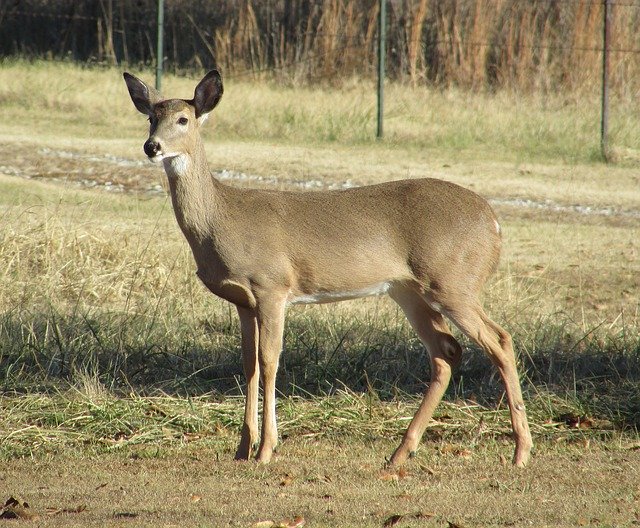 Template Photo Deer Whitetail Doe -  for OffiDocs
