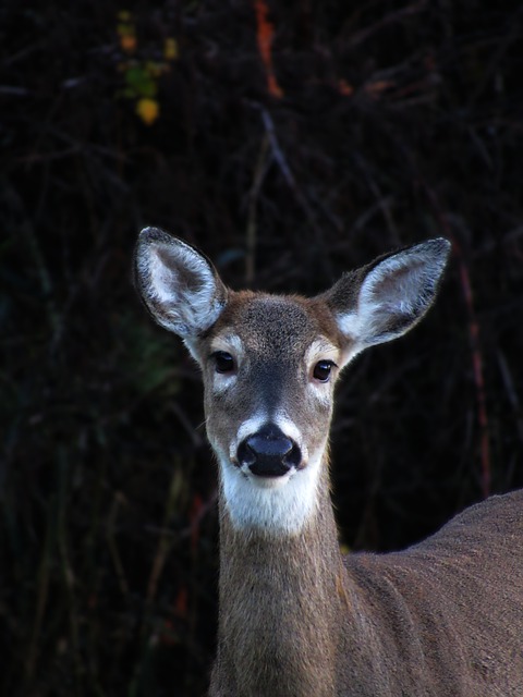 Free download deer white tailed deer doe mammal free picture to be edited with GIMP free online image editor