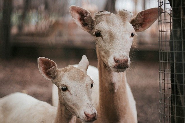 Free download deer wildlife forest animal fauna free picture to be edited with GIMP free online image editor