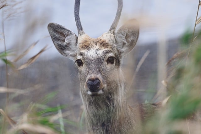 Free download deer wildlife mammal animal wild free picture to be edited with GIMP free online image editor