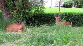 Free download Deer Wildlife Nature -  free video to be edited with OpenShot online video editor