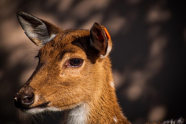Free download deer zoo wild animals mammalian free picture to be edited with GIMP free online image editor