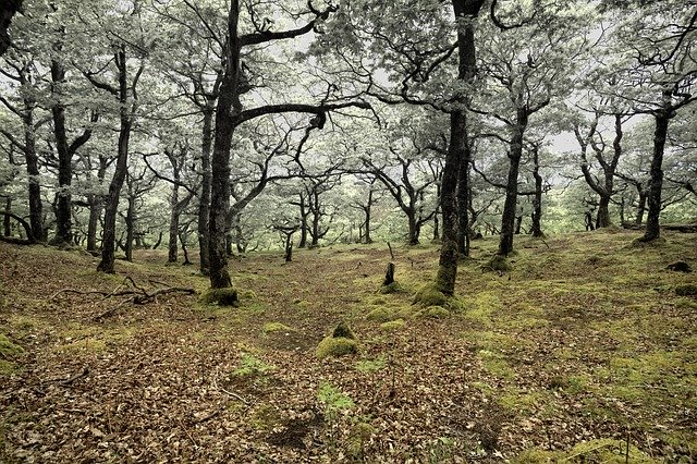 Free download Deforestation Forest Oak -  free photo or picture to be edited with GIMP online image editor