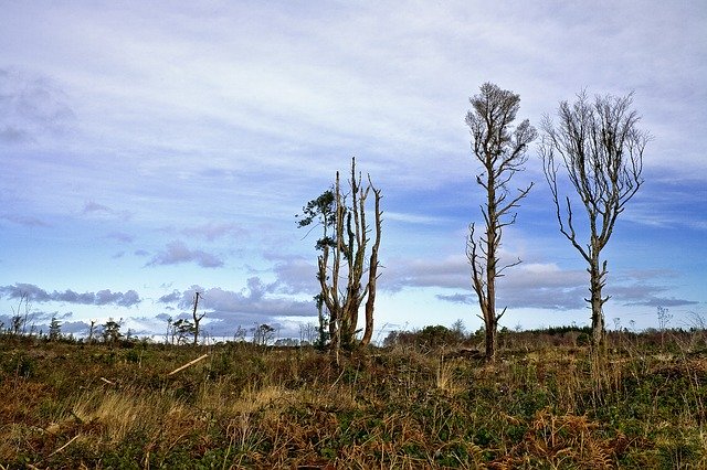 Free download Deforestation Tree Nature -  free photo or picture to be edited with GIMP online image editor