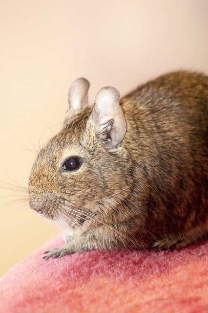 Free download Degu Animal Cute -  free photo or picture to be edited with GIMP online image editor