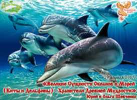 Free download Delfin free photo or picture to be edited with GIMP online image editor