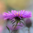 Delicate flower petals  screen for extension Chrome web store in OffiDocs Chromium