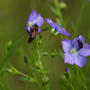 Delicate green flowers  screen for extension Chrome web store in OffiDocs Chromium