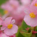 Delicate Pink Blooms  screen for extension Chrome web store in OffiDocs Chromium