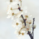 Delicate Spring Bloom  screen for extension Chrome web store in OffiDocs Chromium Delicate Spring Bloom  screen for extension Chrome web store in OffiDocs Chromium