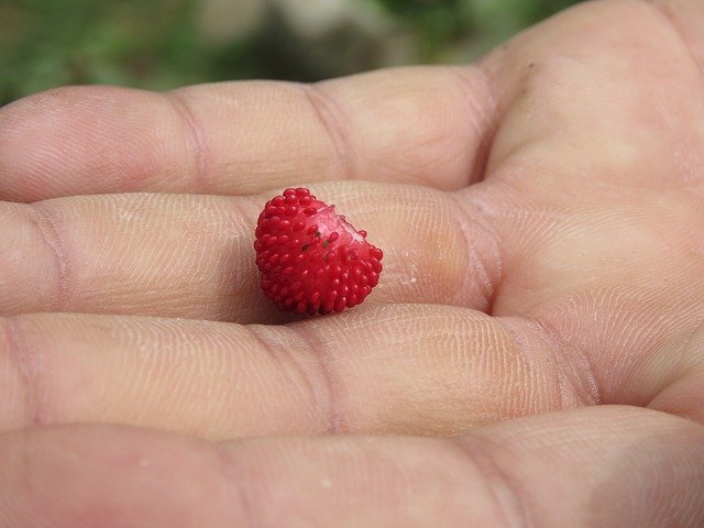 Ücretsiz indir Delicious Food Fruit - GIMP çevrimiçi resim düzenleyiciyle düzenlenecek ücretsiz fotoğraf veya resim