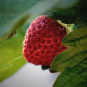 Delicious Wild Strawberries  screen for extension Chrome web store in OffiDocs Chromium