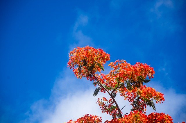 Unduh gratis Delonix Regia Flower Sky - foto atau gambar gratis untuk diedit dengan editor gambar online GIMP