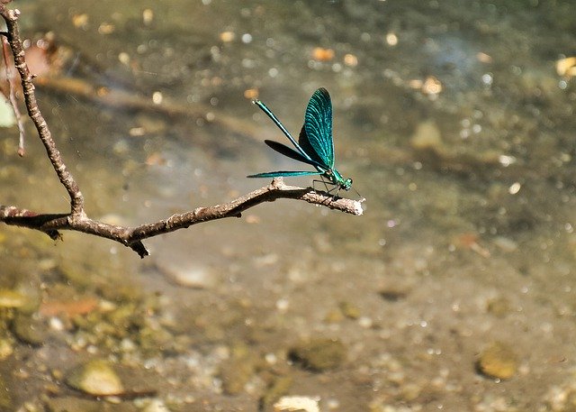 تنزيل Demoiselle Close Up Dragonfly مجانًا - صورة مجانية أو صورة يتم تحريرها باستخدام محرر الصور عبر الإنترنت GIMP