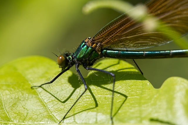 Free download demoiselle dragon fly insect nature free picture to be edited with GIMP free online image editor