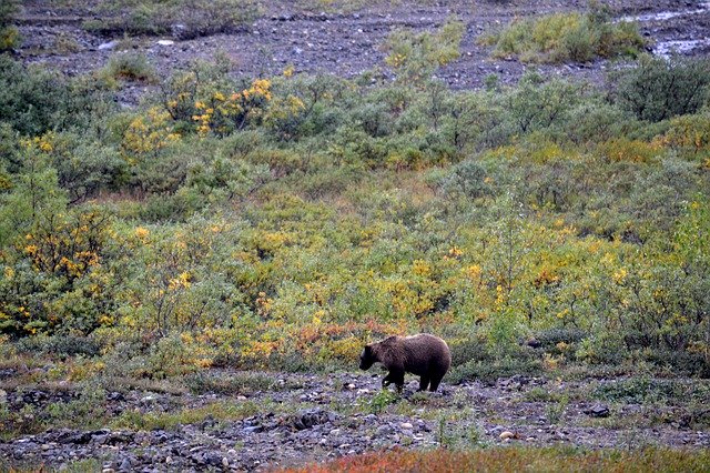 Free download Denali Park Alaska Tundra -  free photo or picture to be edited with GIMP online image editor