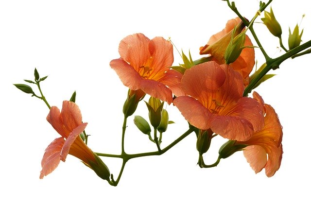 Descarga gratuita de flores de desnaturalización Campsis: foto o imagen gratuita para editar con el editor de imágenes en línea GIMP