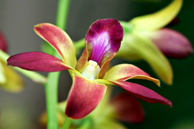 Free download dendrobium orchid flower petals free picture to be edited with GIMP free online image editor