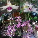 Dendrobium orchid wallpaper  screen for extension Chrome web store in OffiDocs Chromium