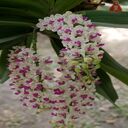 Dendrobium wallpaper  screen for extension Chrome web store in OffiDocs Chromium