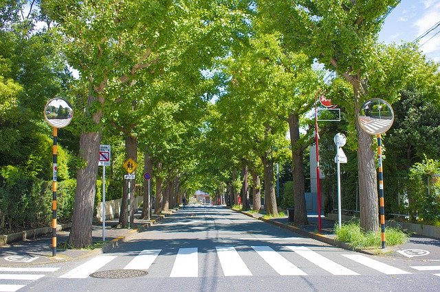 Free download Denenchofu Tree-Lined Avenue Green -  free free photo or picture to be edited with GIMP online image editor
