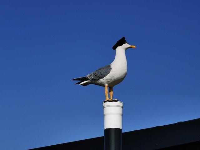 Безкоштовно завантажте Denmark Gull Port Motifs — безкоштовну фотографію чи зображення для редагування за допомогою онлайн-редактора зображень GIMP