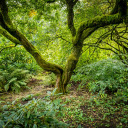 dense forest  screen for extension Chrome web store in OffiDocs Chromium