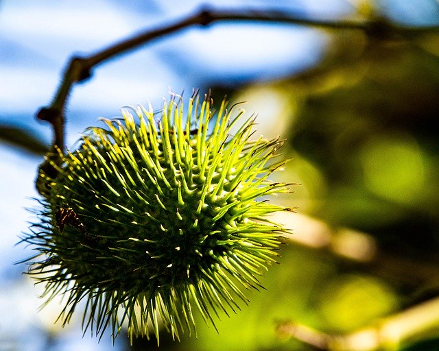 Bezpłatne pobieranie Depth Plant Nature - darmowe zdjęcie lub obraz do edycji za pomocą internetowego edytora obrazów GIMP