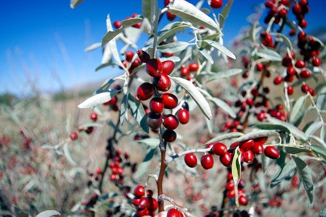 Gratis download Desert Berry Red New Mexico - gratis foto of afbeelding om te bewerken met GIMP online afbeeldingseditor