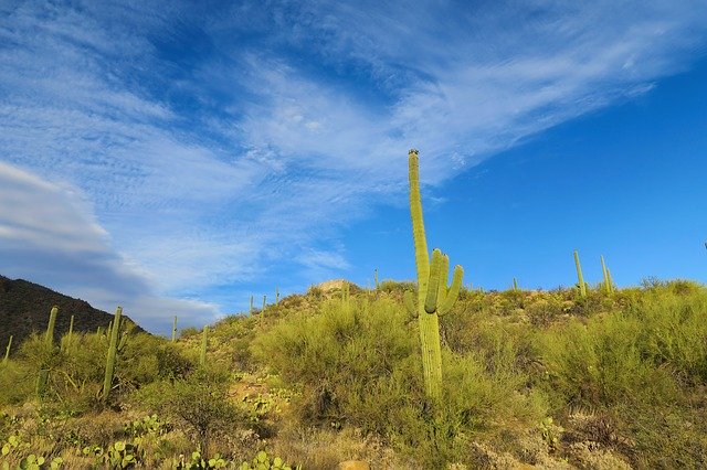 Baixe grátis Desert Cactus Nature - foto ou imagem grátis para ser editada com o editor de imagens online GIMP