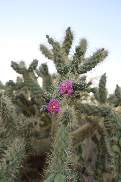 Baixe gratuitamente a imagem gratuita da flor rosa espinhosa do cacto do deserto para ser editada com o editor de imagens on-line gratuito do GIMP