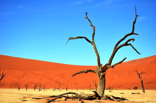 Baixe gratuitamente Desert Drought Trunk - foto ou imagem grátis para ser editada com o editor de imagens online GIMP