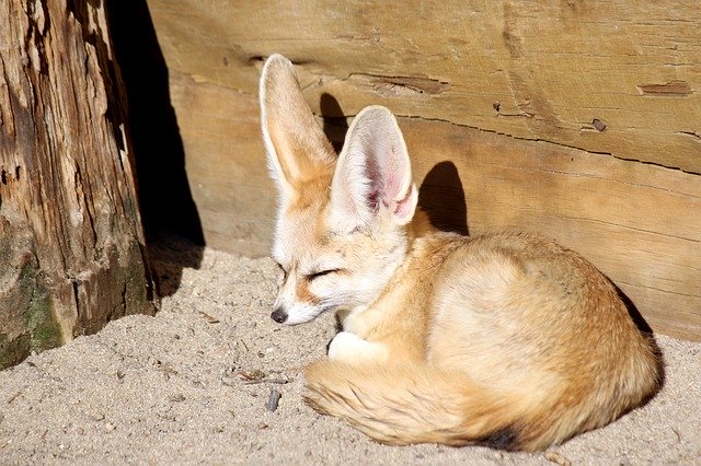 Free download Desert Fox Zoo -  free photo or picture to be edited with GIMP online image editor