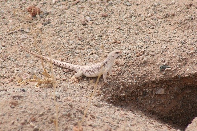 Descarga gratuita Desert Iguana Lizard: foto o imagen gratuita para editar con el editor de imágenes en línea GIMP