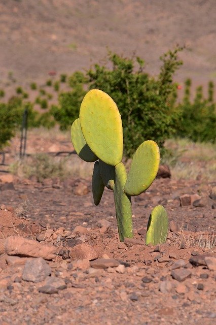 Download gratuito Desert Morocco Cactus - foto o immagine gratis da modificare con l'editor di immagini online di GIMP