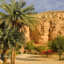 Desert Oasis Palm Trees  screen for extension Chrome web store in OffiDocs Chromium