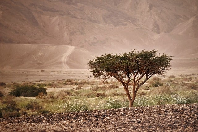 Free download desert sandstone acacia weed free picture to be edited with GIMP free online image editor