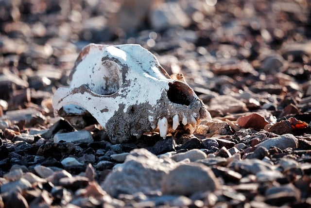 Descargue gratis la imagen gratuita del esqueleto de la muerte del cráneo del desierto para editar con el editor de imágenes en línea gratuito GIMP