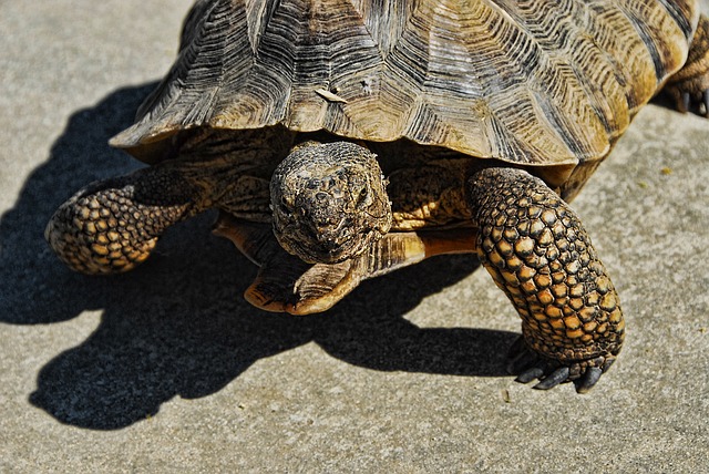 Free download desert tortoise 36 inch free picture to be edited with GIMP free online image editor