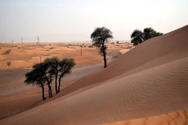 Free download desert trees sand u a e nature free picture to be edited with GIMP free online image editor
