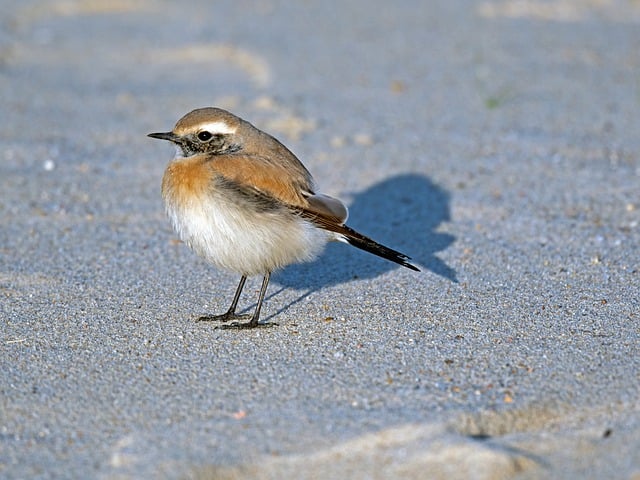 Бесплатно скачать пустынную каменку, певчая птица, бесплатное изображение для редактирования с помощью бесплатного онлайн-редактора изображений GIMP