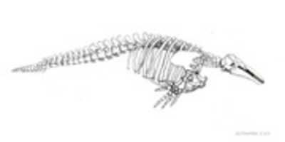 Free download dessin-observation-squelette-dauphin free photo or picture to be edited with GIMP online image editor