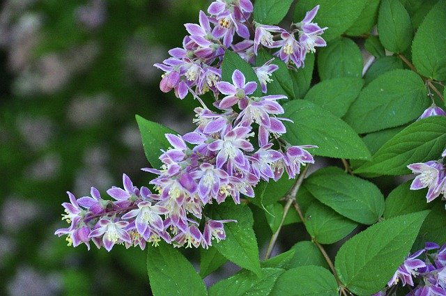 Free download Deutzia Flowering Shrub -  free photo or picture to be edited with GIMP online image editor