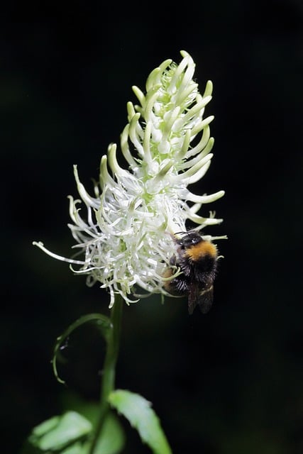 Free download devil s claw wild plant blossom free picture to be edited with GIMP free online image editor
