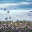 Dew and flowers  screen for extension Chrome web store in OffiDocs Chromium