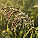 Dew and flowers in the sun  screen for extension Chrome web store in OffiDocs Chromium