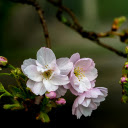 Dew condensation on flowers  screen for extension Chrome web store in OffiDocs Chromium